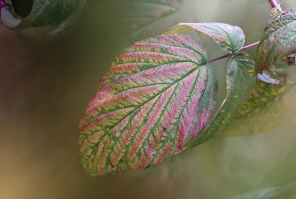 适合游戏角色的英文名（王者荣耀好听的英文id）
