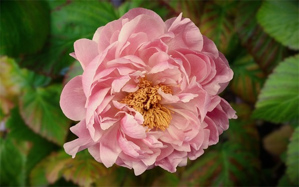 感恩节短信祝福78句