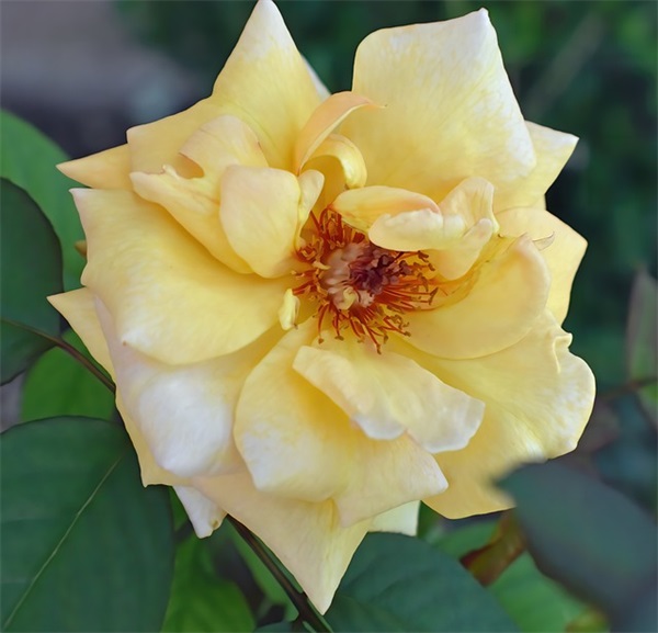 适合2025中秋节教师节同一天的祝福文案