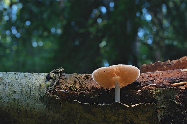 重阳节简短暖心祝福短信