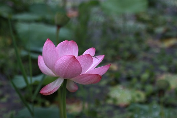 励志人的情感句子