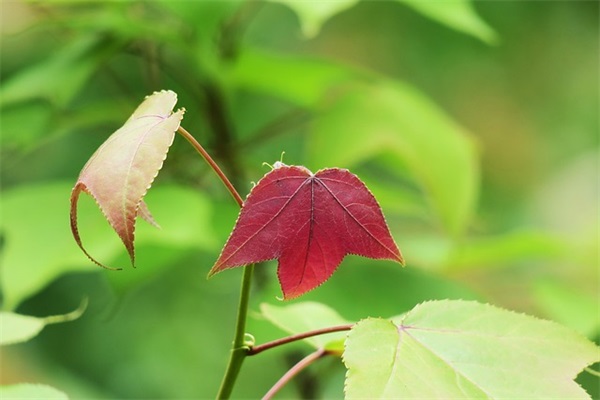 qq网名关于花