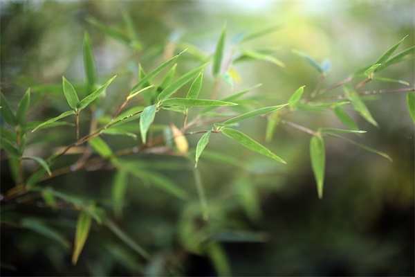 古风韵雅的网名