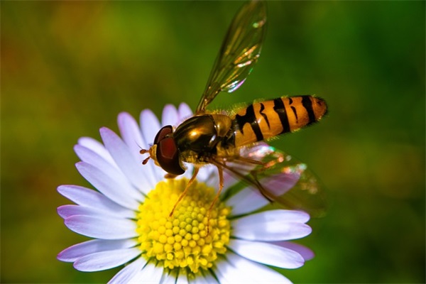 2024教职工大会开幕式讲话(精选3篇)