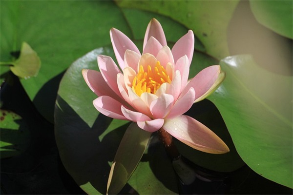 女儿送给爸爸暖心短句 适合爸爸生日发的朋友圈