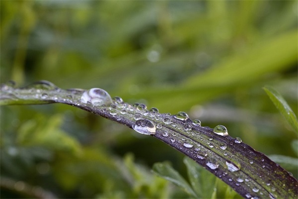 介绍一种植物(精选5篇)