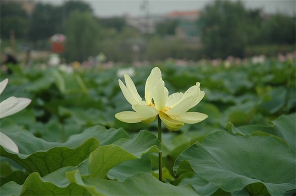 观察绿豆发芽(精选5篇)