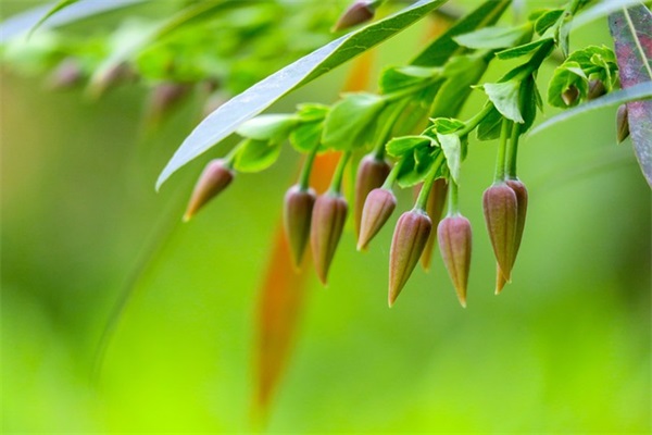 端午节文案(精选96句)
