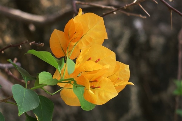 打动人心的感恩节节日句子