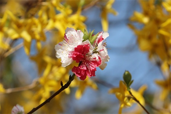 2025三一二植树节主题句子 植树节的优美句子