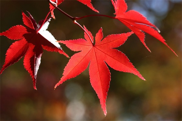 五一劳动节祝福语唯美寄语