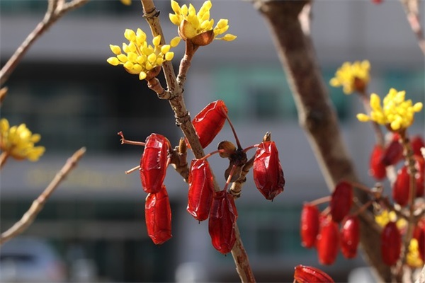 新春祝福语2025年企业55句