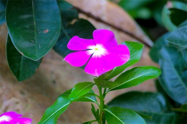 给踏入高校的祝福词 元宵节的祝福词