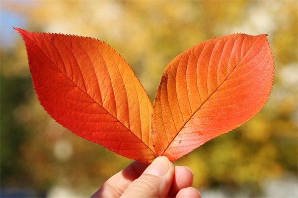 2025最新教师节祝福语问候句子 新年祝福语简短