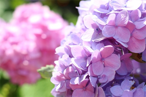 给女朋友送花祝福语62句