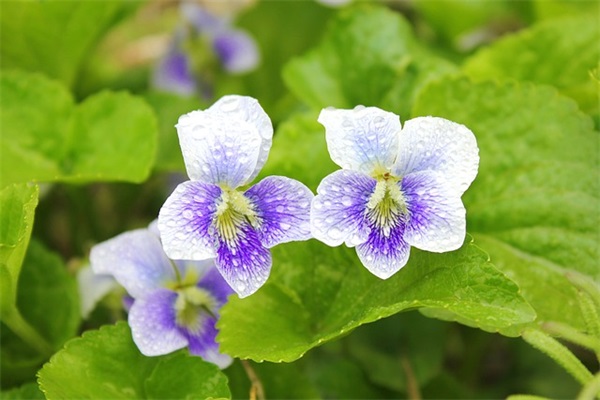 创意龙虾广告语大全 十三香龙虾广告语大全