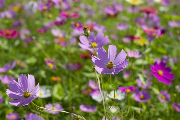 朋友圈女神节最火祝福语金句