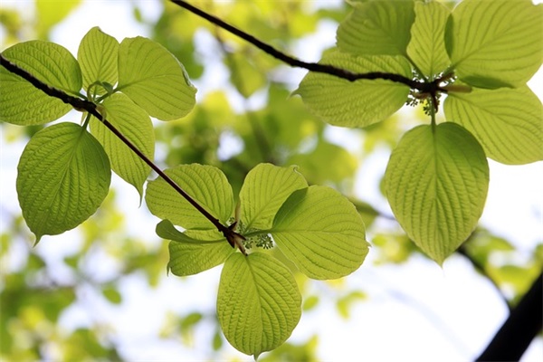 端午节微信祝福语2025年53句