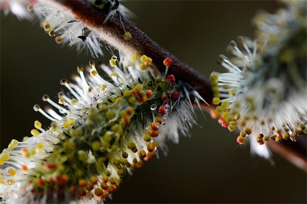 母亲节的精美祝福语