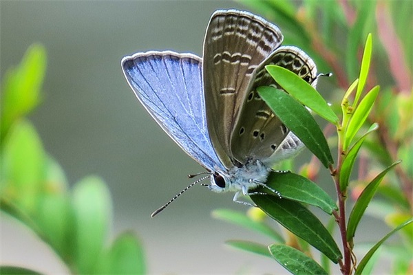 新年字祝福语80句