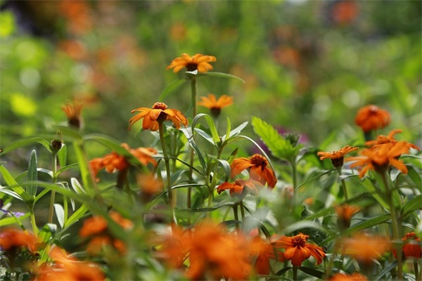 2025年贺年卡祝福语 新年贺卡祝福语