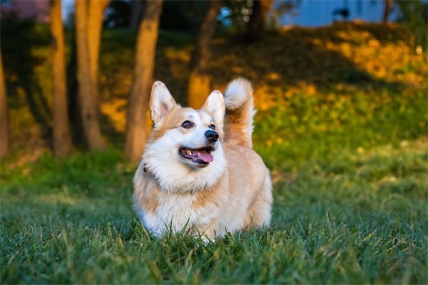 老爸生日快乐祝福语