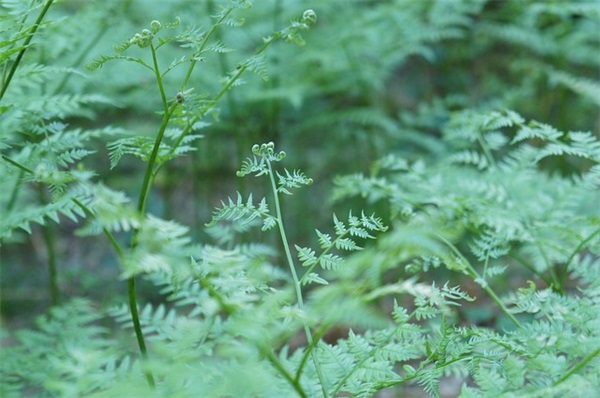 语文教学案例范例6篇