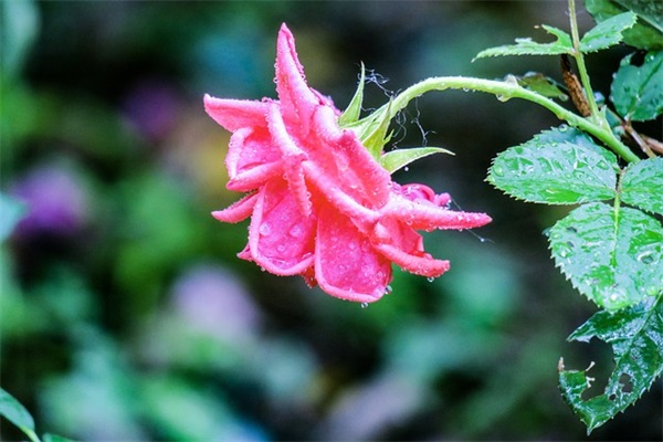 现实生活中情感话语 现实生活中最扎心的句子