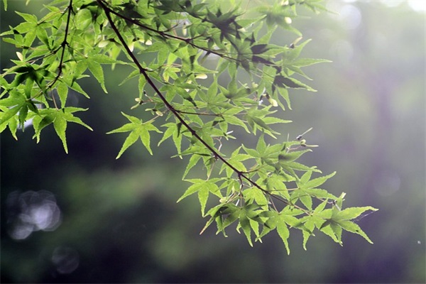 妈妈考试前给我的承诺范例6篇