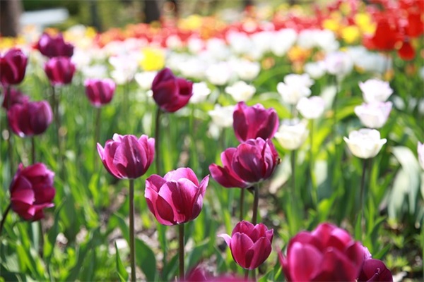 清算公告范例6篇