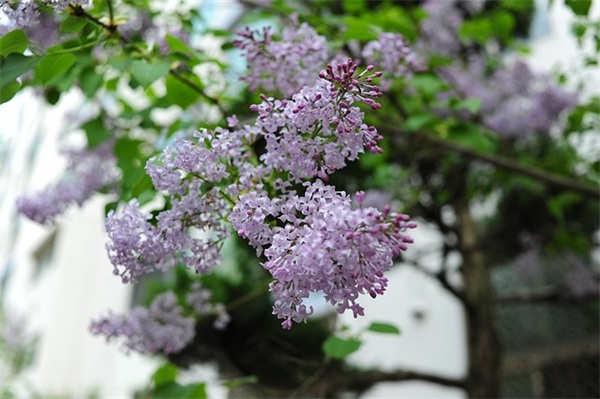 保护濒危动物的措施范例6篇