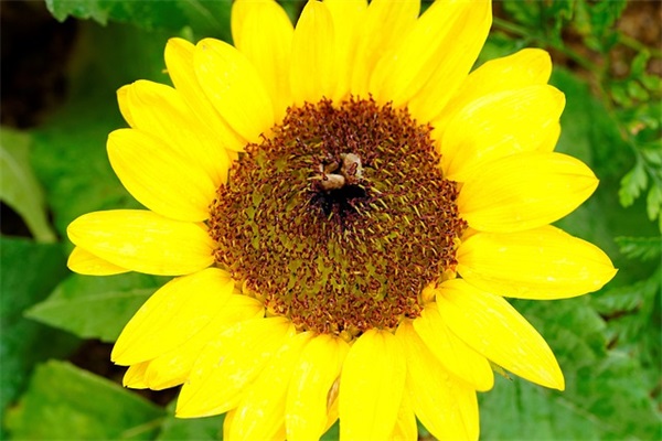 小学秋天的比喻句191句