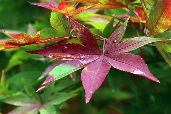 早上好温馨问候语摘抄