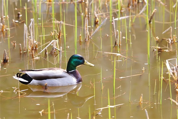带艳的网名个性网名