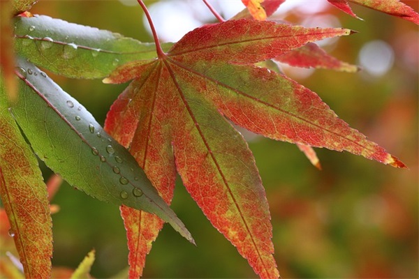男玩家古风网名