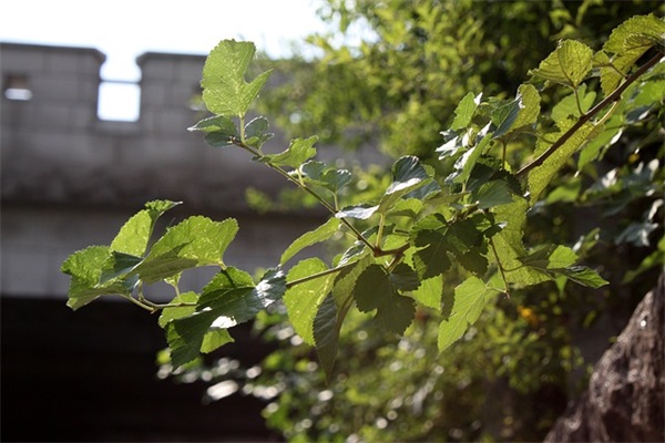 好听可爱的两个字网名女生网名
