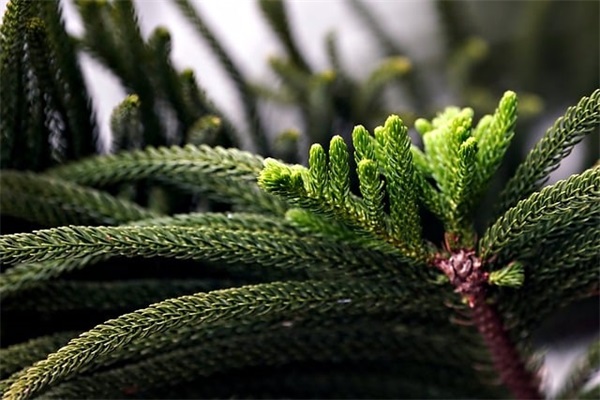 女生古风网名可爱点2字