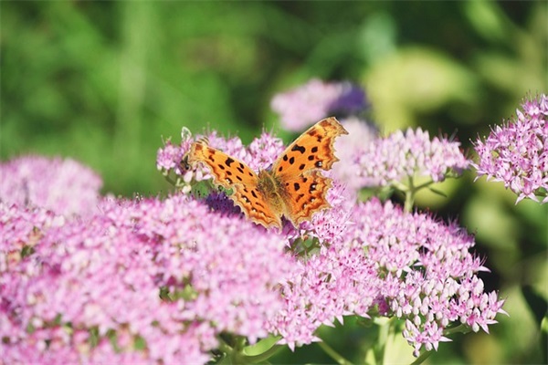 十二星座个性网名大全