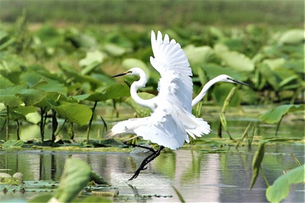 网络运营策划方案