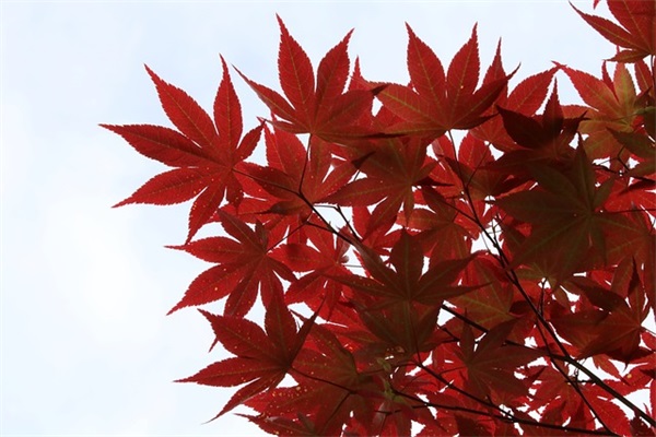 qq女生网名带图像的