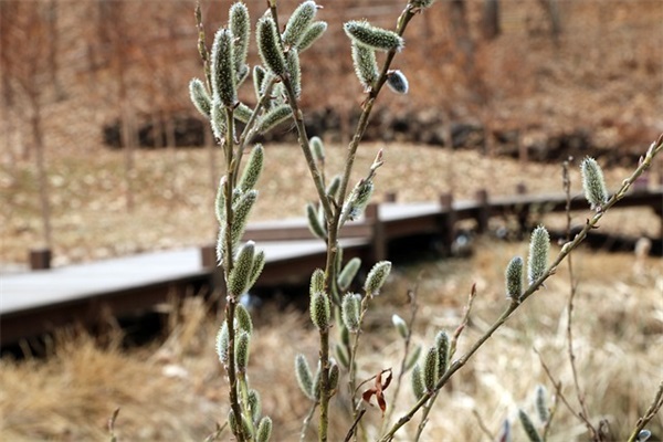 带年龄字的网名