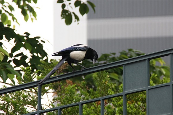 父亲节问候语81句