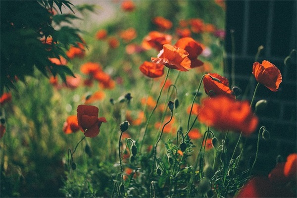 浪漫温馨的话81句