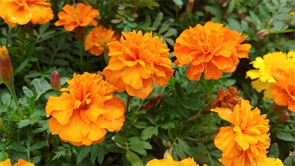 感恩节搞笑83句