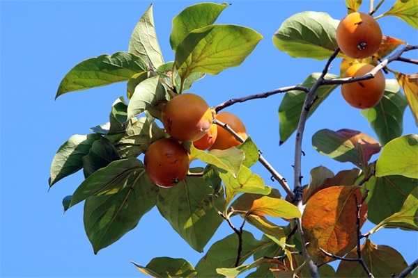 每天正能量早安句子