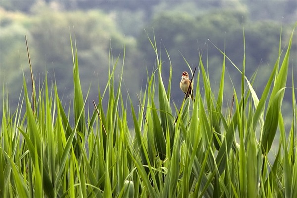 早上励志的句子早安 励志的句子
