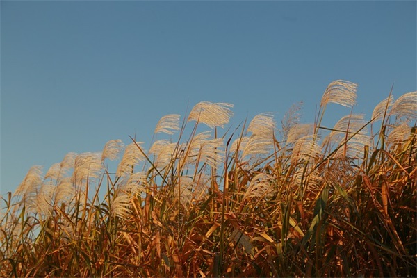 关于短发句子 头发由长到短的文案
