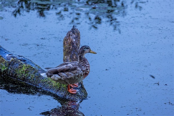 2025母亲节告白句子