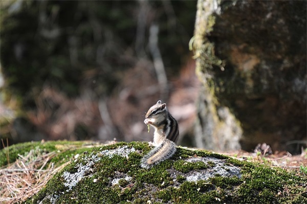 雨水节气有关的美食 关于赞美雨水节气的句子