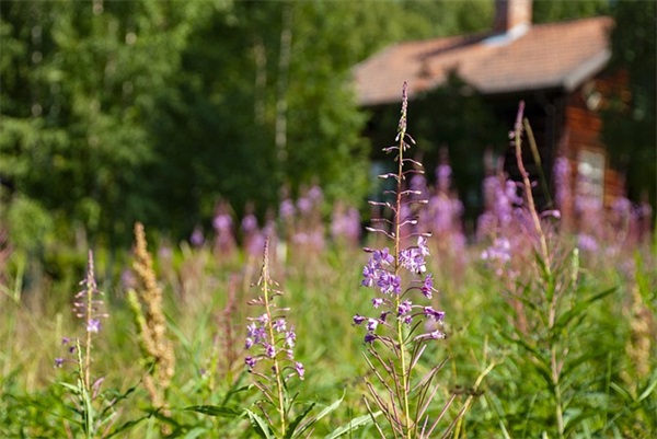小清新伤感的句子90句